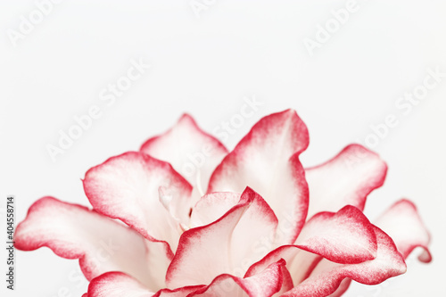 Wallpaper Mural White lily flower with red border, close up petals of peony lily on white. Natural floral background with copy space. Torontodigital.ca