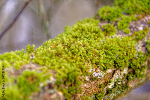 Lichens and mosses on a trunk