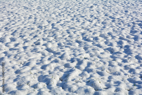 Snow field with some blades of grass