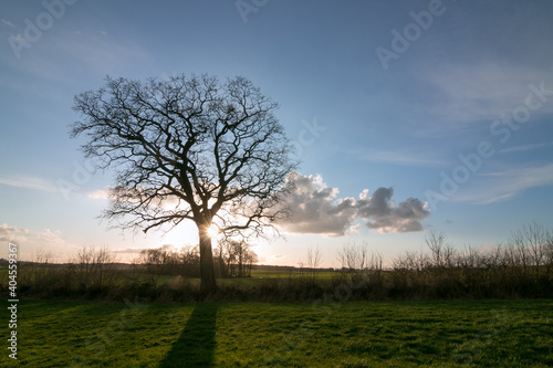 Silhouette of an old branched oak tree with romantic sunset light in winter, tree funeral, natural burial