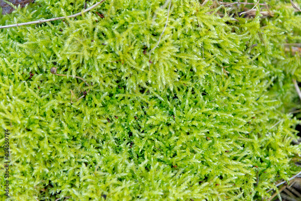 Lichens and mosses on a trunk Lichens and mosses on a trunk