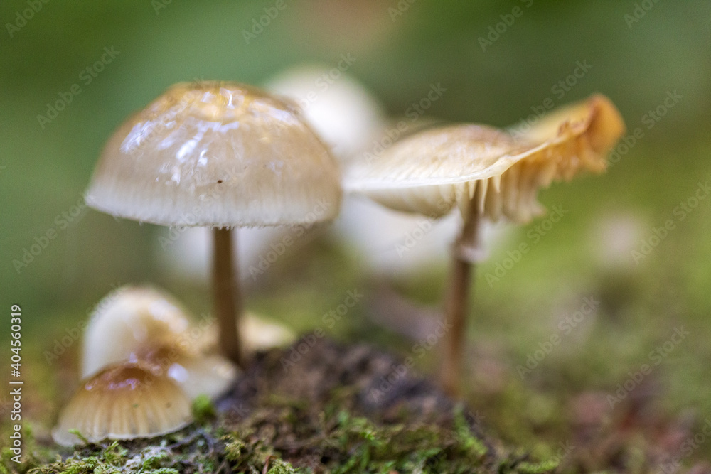 mushrooms in the woods in autumn. Colors of a beautiful nature and landscape mushrooms in the woods in autumn. Colors of a beautiful nature and landscape