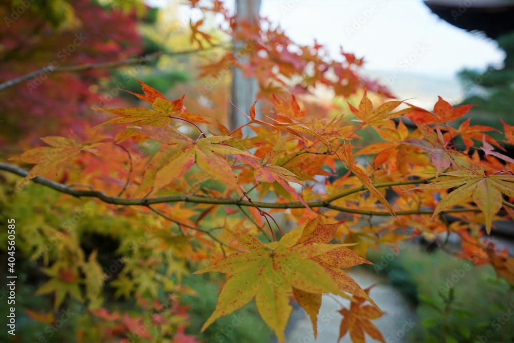 View of bright red and yellow autumn leaves, Momiji in Kyoto prefecture, Japan View of bright red and yellow autumn leaves, Momiji in Kyoto prefecture, Japan