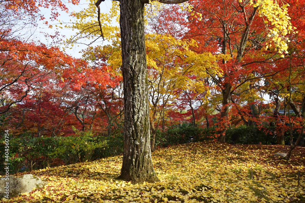 View of bright red and yellow autumn leaves, Momiji in Kyoto prefecture, Japan