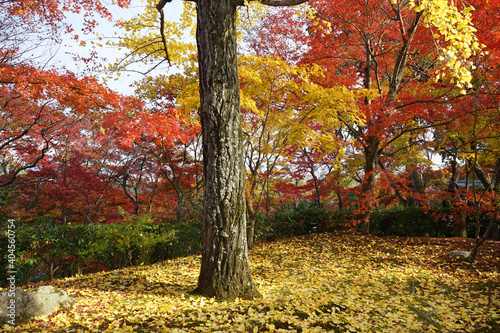 View of bright red and yellow autumn leaves  Momiji in Kyoto prefecture  Japan