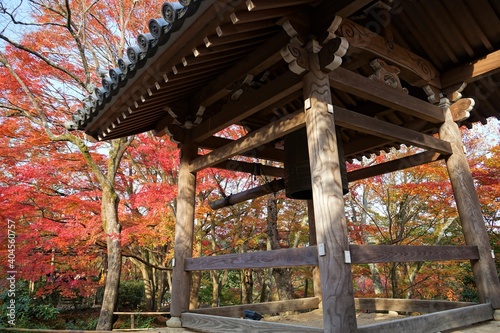 View of bright red and yellow autumn leaves, Momiji at JOJAKKO-JI temple in Kyoto prefecture, Japan