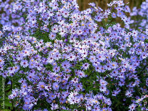 Dense pretty blue Aster Little Carlow flowers in sunlight in a garden