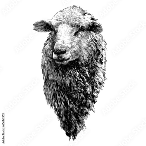 sheep head with thick fur on the chest, sketch vector graphics monochrome drawing in lines on a white background