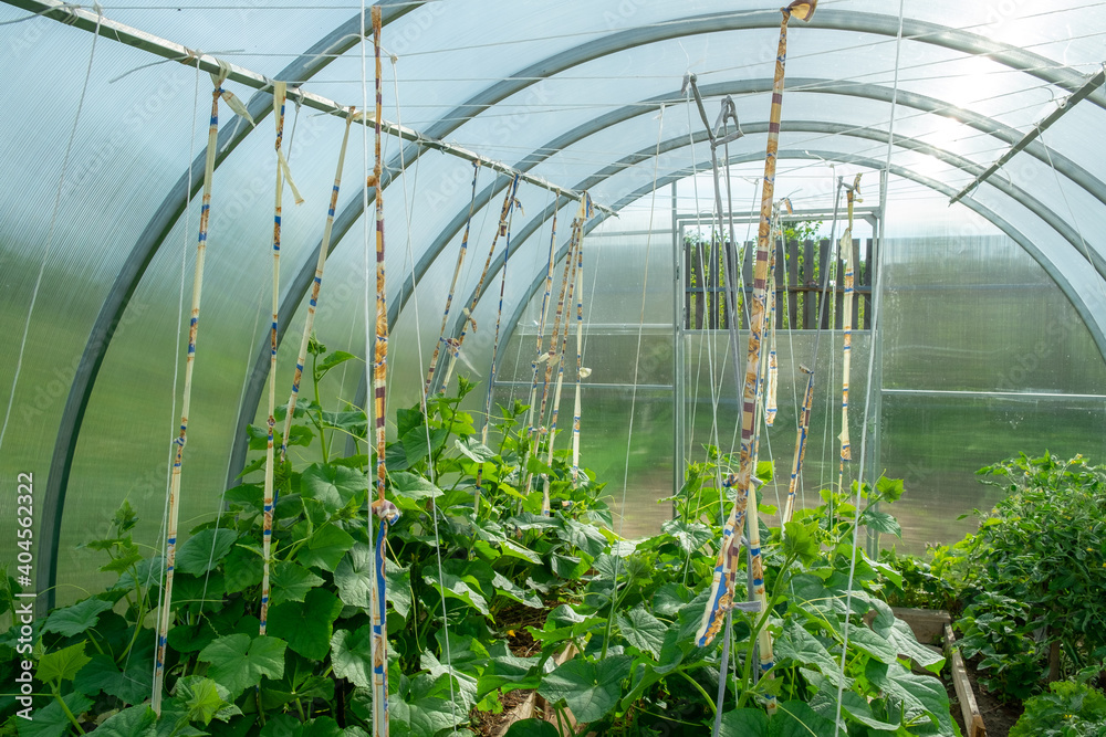 these ropes are designed to guide the growth of tomatoes and are located in the greenhouse these ropes are designed to guide the growth of tomatoes and are located in the greenhouse