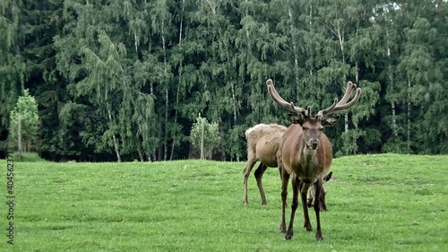 Deer in forest