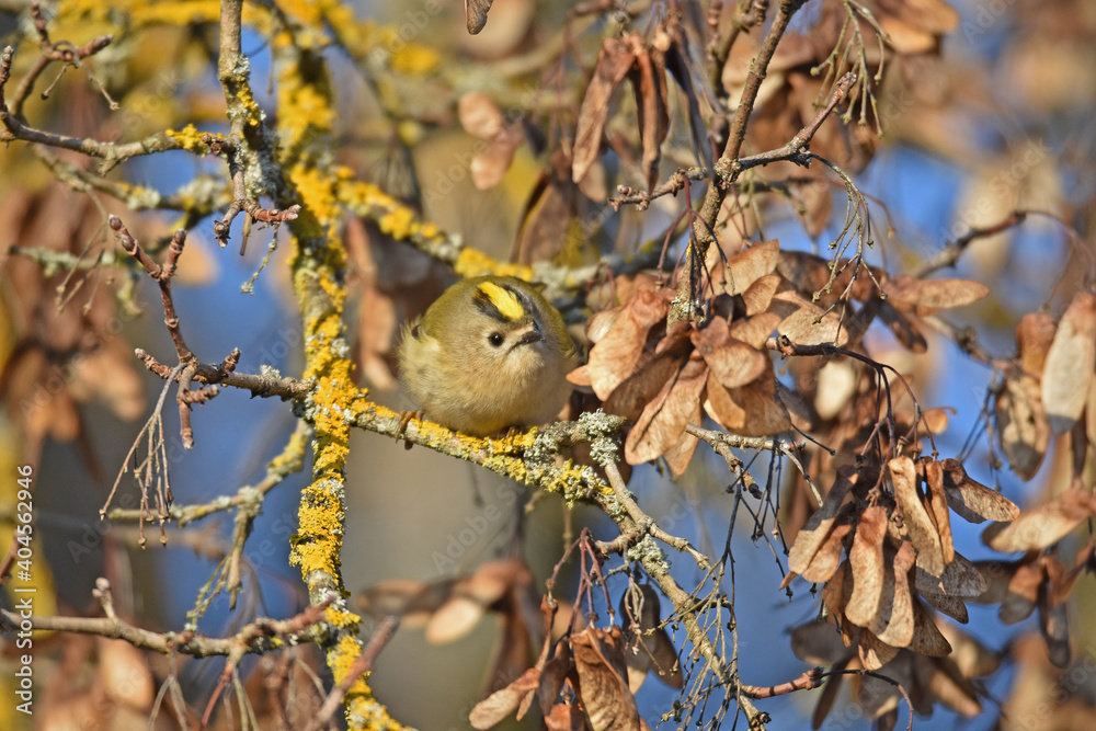 Wintergoldhähnchen (Regulus regulus)