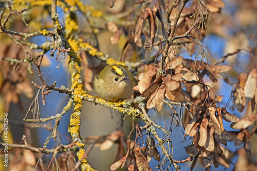 Obraz na płótnie Wintergoldhähnchen (Regulus regulus) w salonie