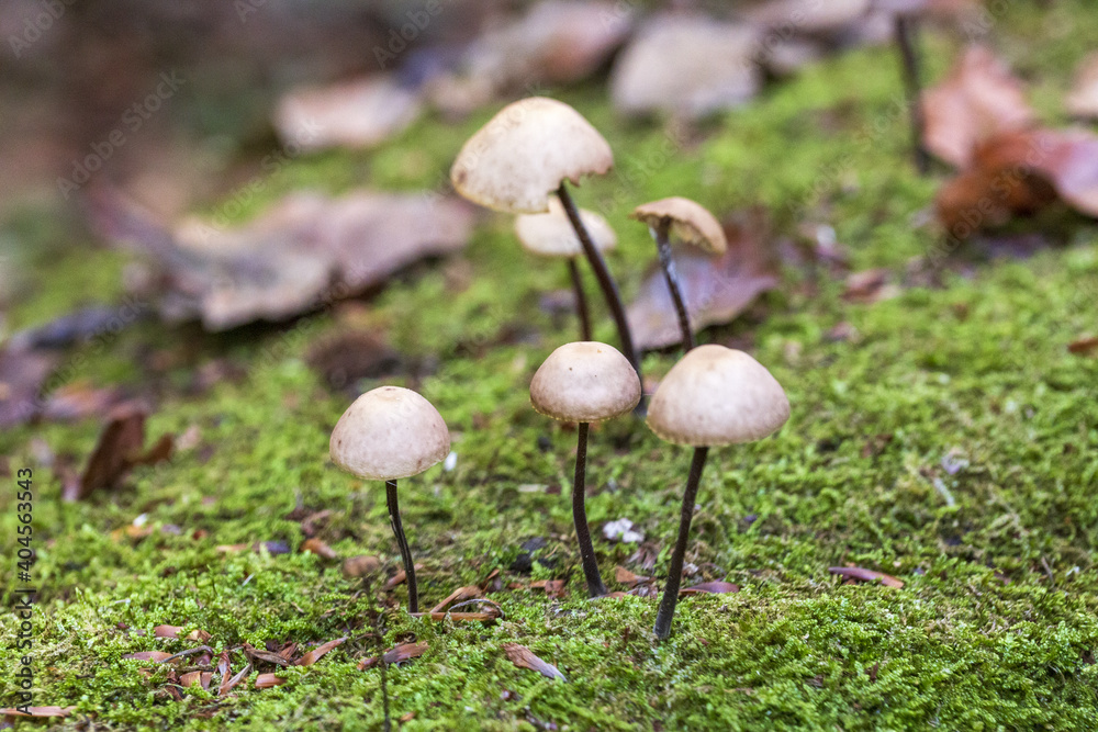 mushrooms in the woods in autumn. Colors of a beautiful nature and landscape mushrooms in the woods in autumn. Colors of a beautiful nature and landscape