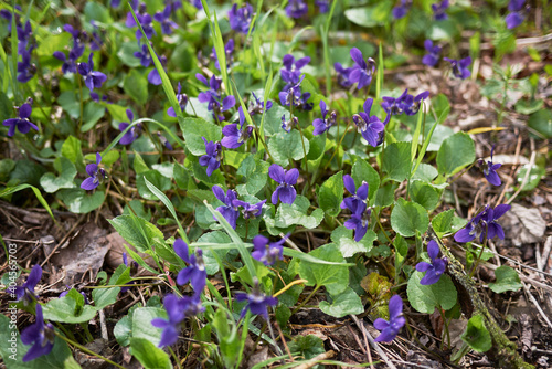 Viola odorata  photo