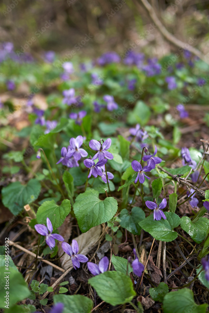 Viola odorata Viola odorata