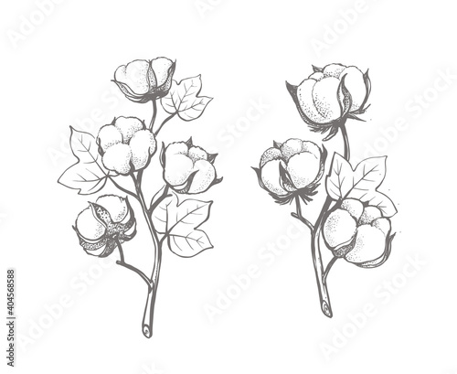 Branches of cotton in sketch style.