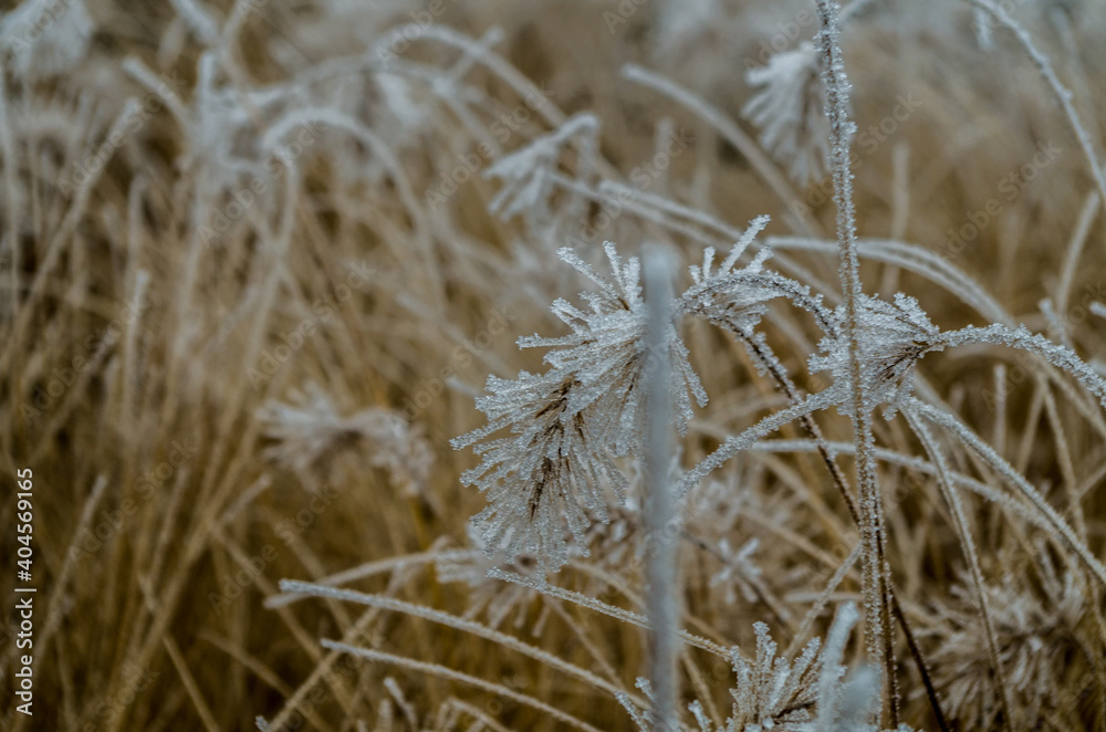 Fototapeta premium Frost on a grass