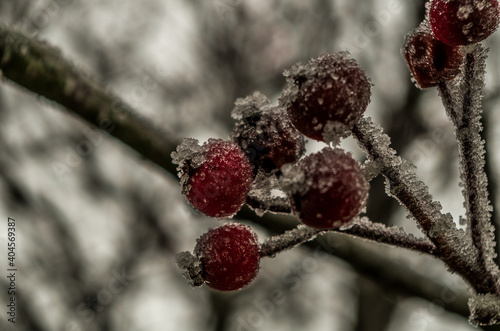 Frost on red berries 