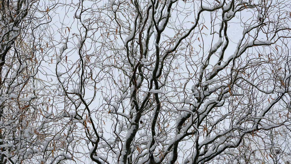 Branches of trees under the snow. Winter christmas background for web design
Branches of trees under the snow. Winter christmas background for web design