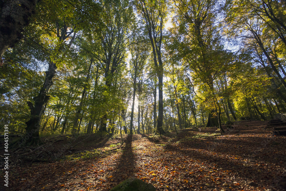 Beech Tree Soriano in The Cimino in Viterbo. The woods in autumn. Colors and a beautiful landscape Beech Tree Soriano in The Cimino in Viterbo. The woods in autumn. Colors and a beautiful landscape