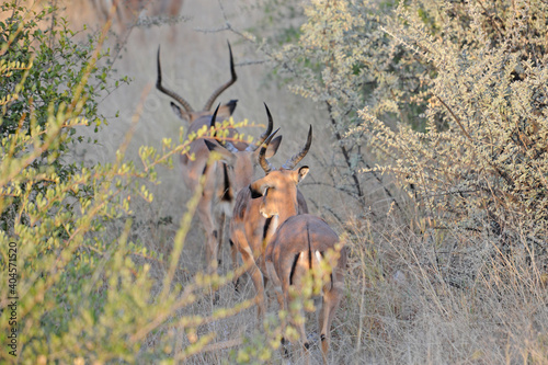 Fototapeta Naklejka Na Ścianę i Meble -  antilope dans le buch en Namibie 