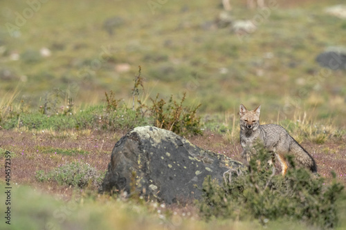 The South American gray fox (Lycalopex griseus)