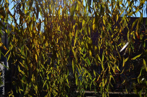 Branches of white willow falling down. Detail willow. Branches of a white willow. Sunlight. Beautiful white willow. photo