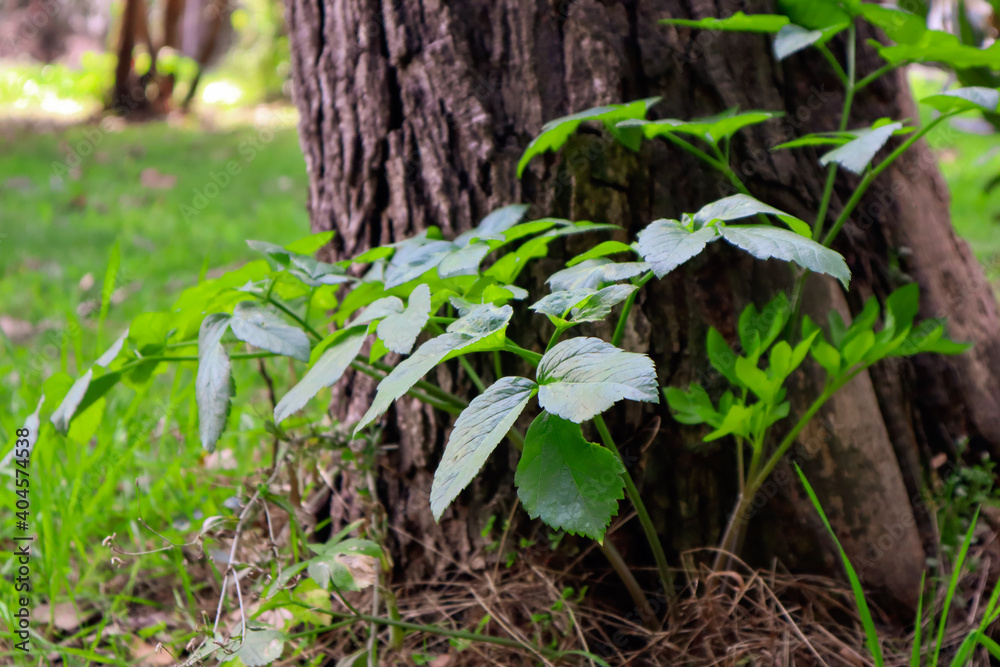 Beautiful leaves growing at the base of the tree Beautiful leaves growing at the base of the tree