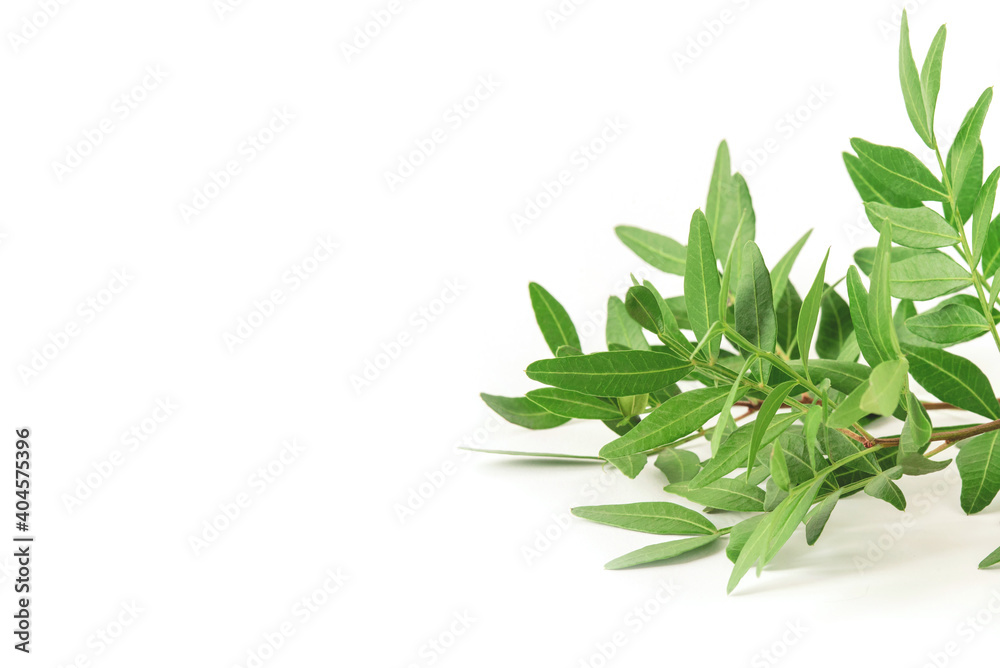 White background with a branch with green leaves. Front view, Copy space for text.