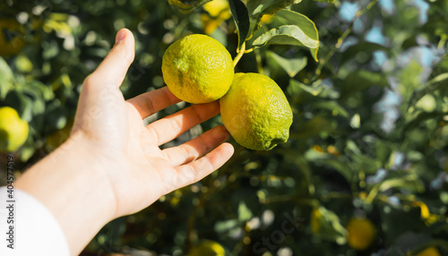 human hand picking lemons from the lemon tree