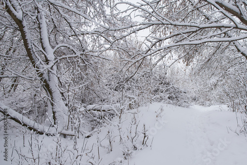 Wallpaper Mural Walkway in the winter forest. Torontodigital.ca