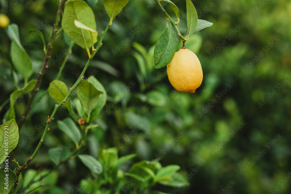 Lemon hanging from the branch on a leafy green background