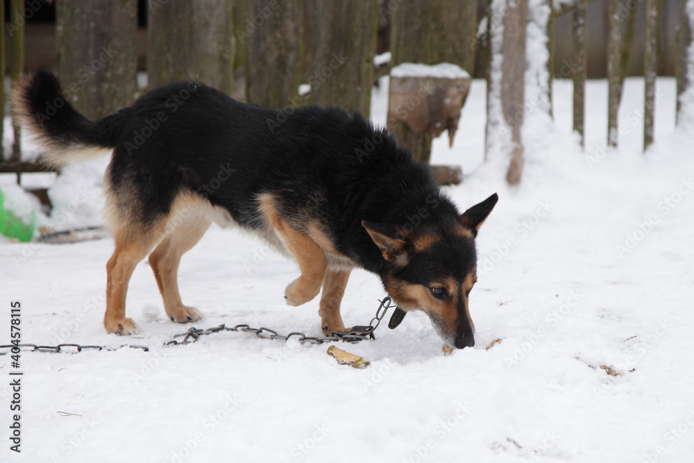 Mongrel black brown a dog on a chain eating a bone on snow and gray old wooden fence background, rural life Mongrel black brown a dog on a chain eating a bone on snow and gray old wooden fence background, rural life