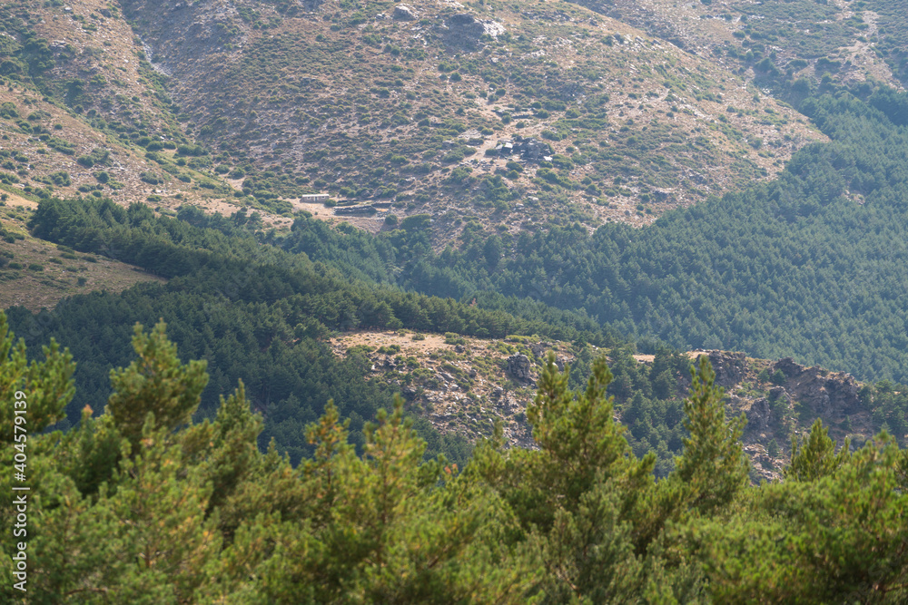 pine forest in Sierra Nevada in southern Spain