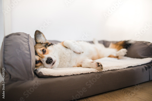 sable welsh corgi pembroke cute dog lying down on a dog sofa  in the apartment  relaxed