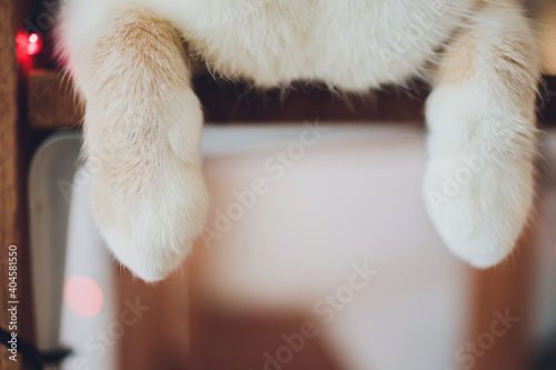 Detail shot of soft Cat paws while sitting on table. photo