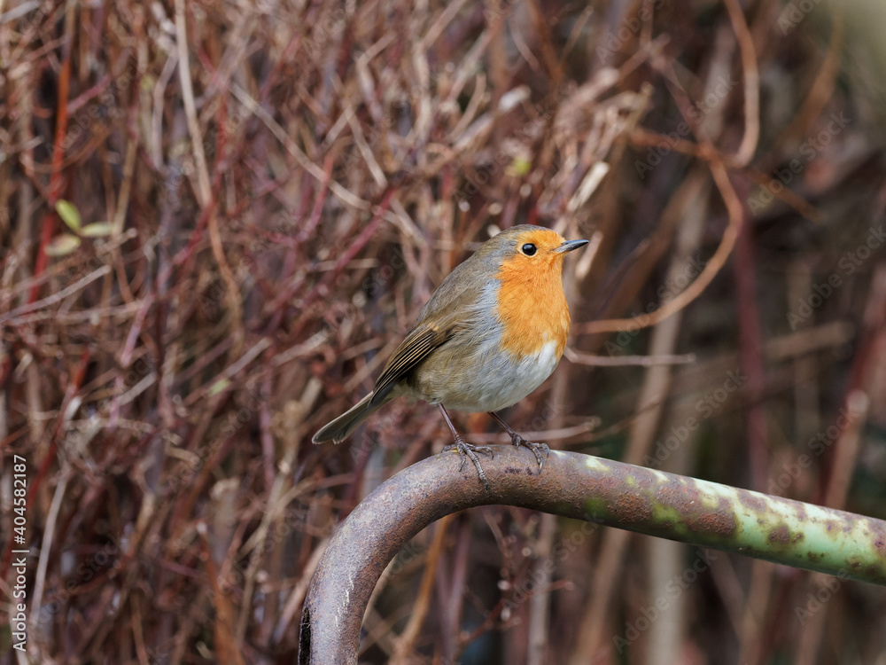 A European Robin (Erithacus rubecula) looking for food in a rural garden A European Robin (Erithacus rubecula) looking for food in a rural garden