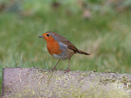 A European Robin (Erithacus rubecula) looking for food in a rural garden