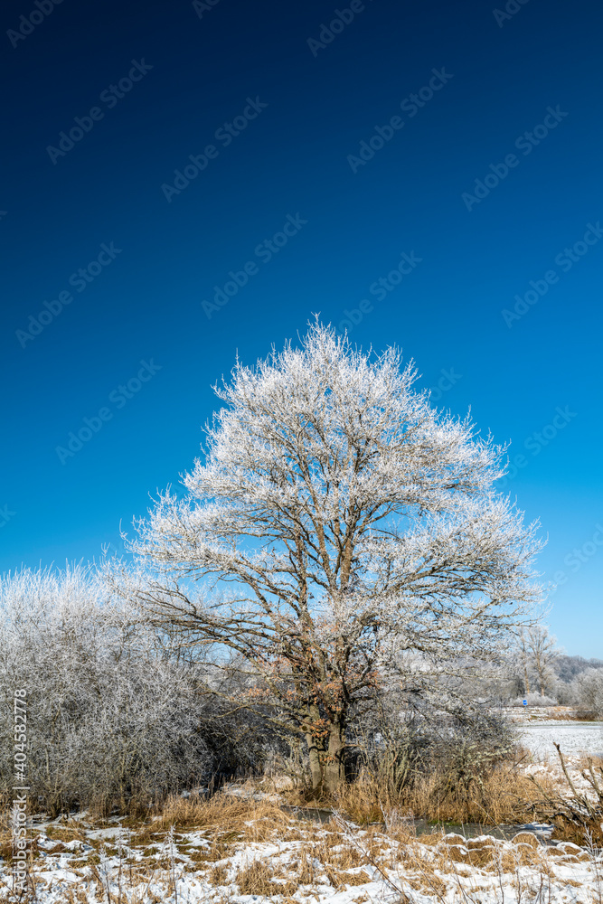 la butte aux marais, espace naturel sensible, en hiver sous la neige,Puy de Dôme,Auvergne. la butte aux marais, espace naturel sensible, en hiver sous la neige,Puy de Dôme,Auvergne.