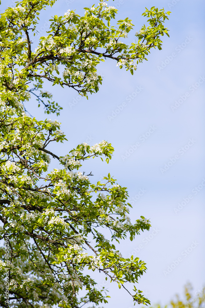 Blooming apple tree. Spring season at countryside. Blooming park. Spring blossom of apple tree Blooming apple tree. Spring season at countryside. Blooming park. Spring blossom of apple tree