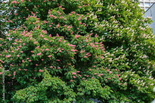 Fototapeta Naklejka Na Ścianę i Meble -  Red and white chestnut tree in blossom on sky background. Free space. Open space