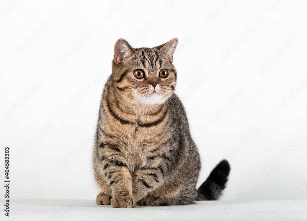 Obraz premium Brown tabby british cat sitting looking sideways on white background