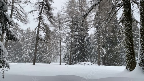 Wallpaper Mural forest in winter Torontodigital.ca