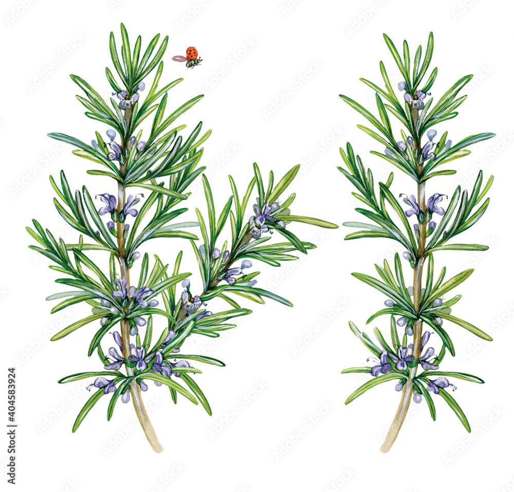 botanic realistic watercolor hand made illustration of rosemary