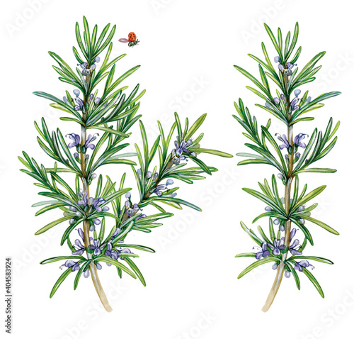 Fotografiet botanic realistic watercolor hand made illustration of rosemary (Rosmarinus offi