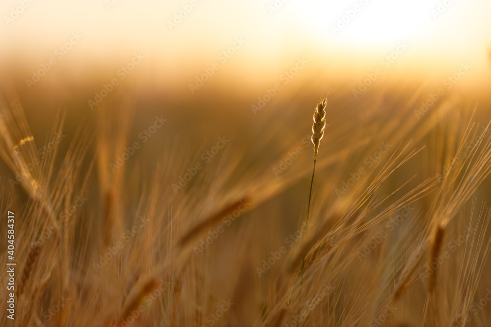 many spikelets of wheat one stands out for being in sharp focus. blurred background many spikelets of wheat one stands out for being in sharp focus. blurred background