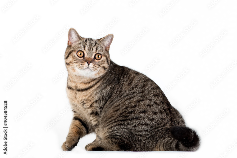 Brown tabby british cat ready to play on white background