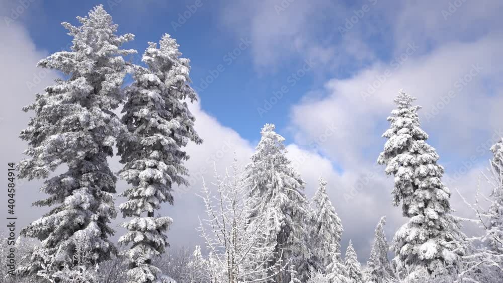 Snow covered trees after heavy snowfall in front of moving clouds and fog and a blue sky Snow covered trees after heavy snowfall in front of moving clouds and fog and a blue sky