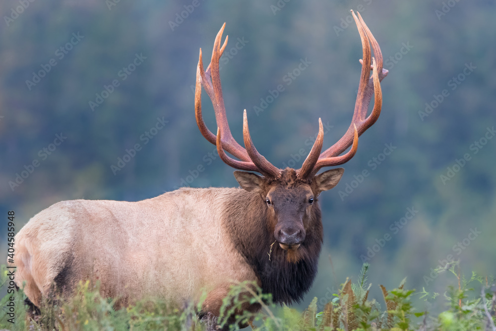 Fotografie Roosevelt Elk