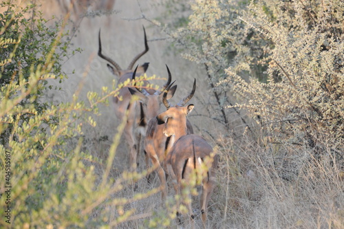 Fototapeta Naklejka Na Ścianę i Meble -  antilopes dans le bush namibie